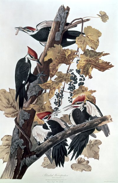 Pics à tête rouge - John James Audubon